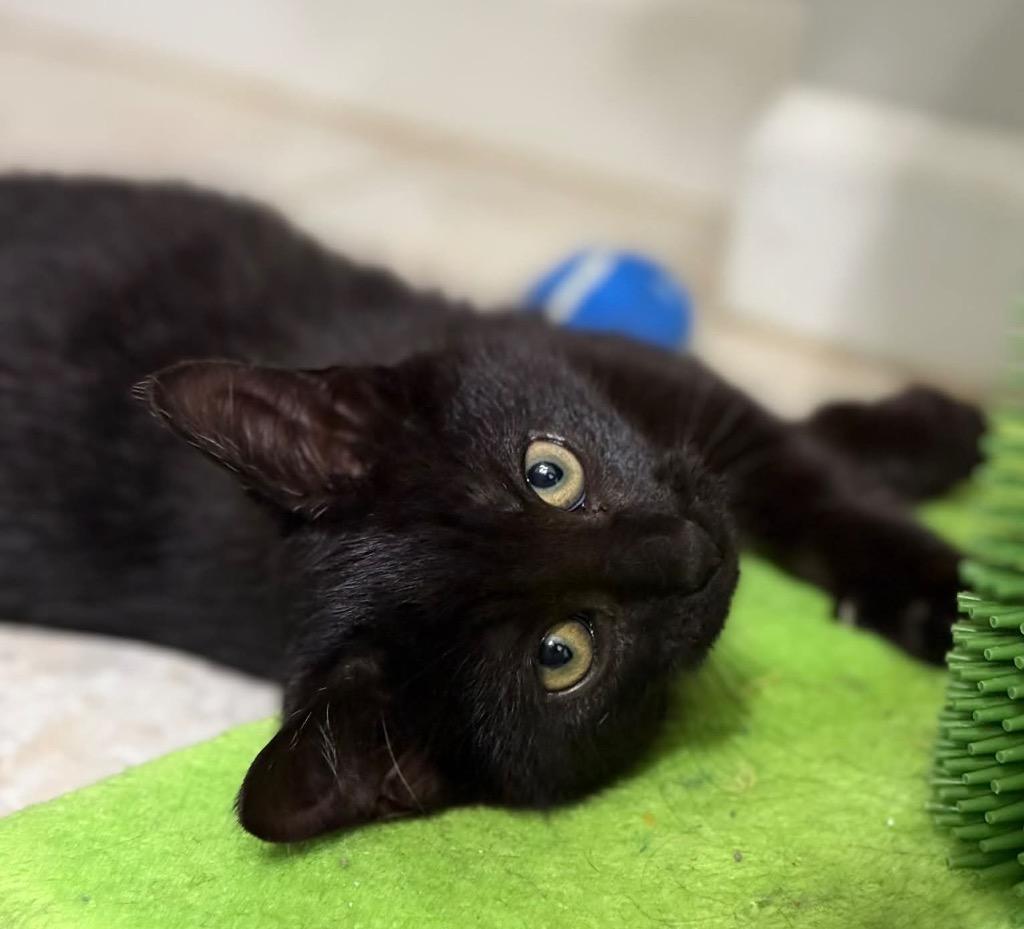 Enlarge Jafar, a Adoptable mixed breed in Waynesville, MO image 1/3