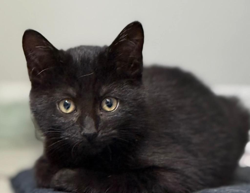 Enlarge Jafar, a Adoptable mixed breed in Waynesville, MO image 2/3