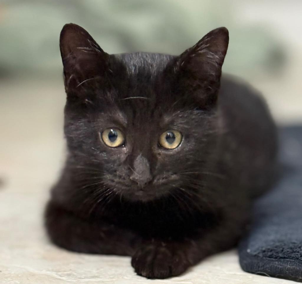 Enlarge Jafar, a Adoptable mixed breed in Waynesville, MO image 3/3