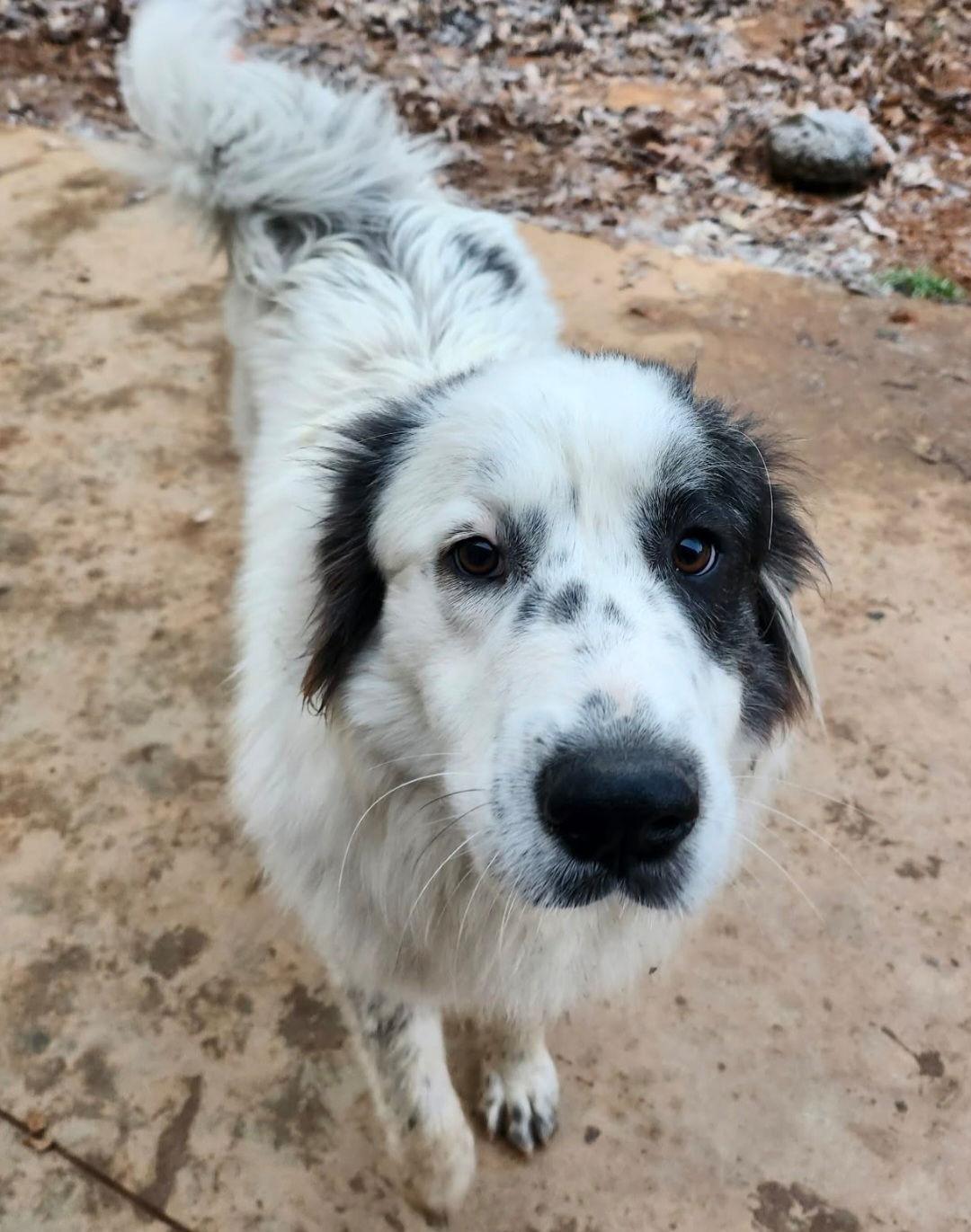 Enlarge Jovie, a Adoptable Great Pyrenees in Thomasville, NC image 1/3