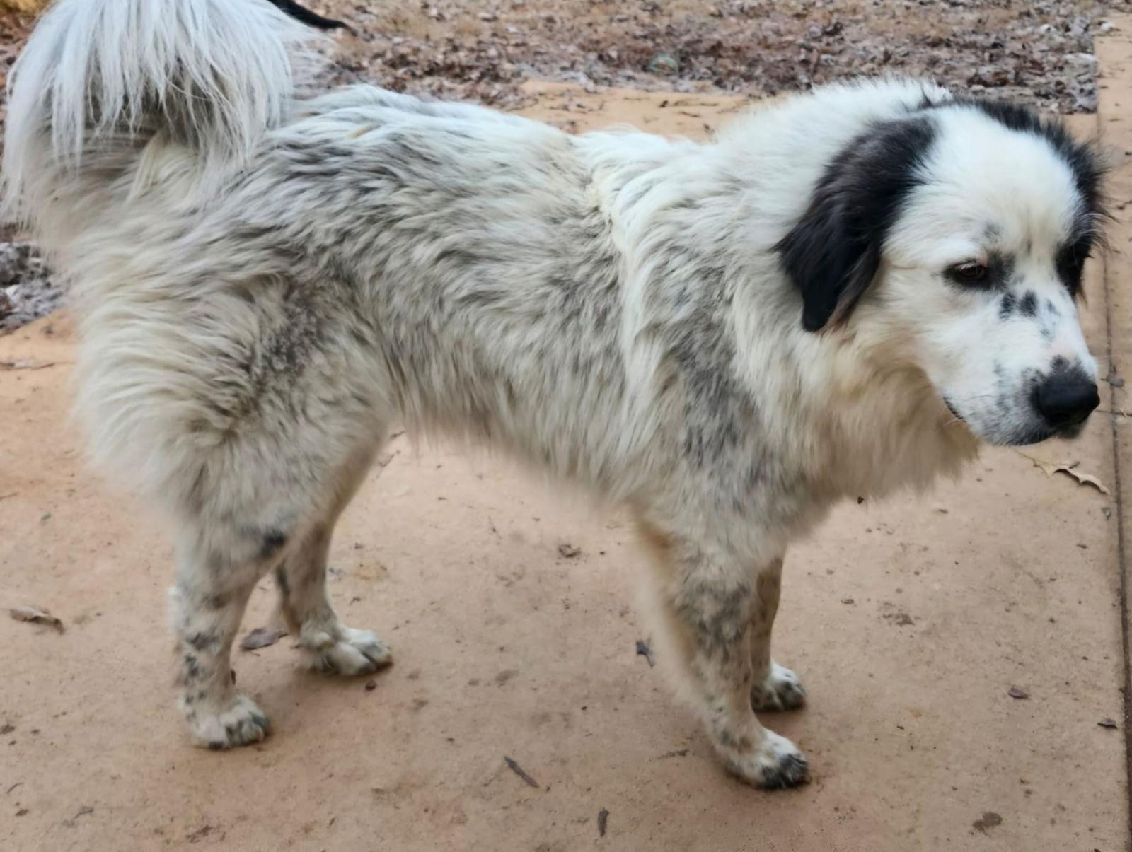 Enlarge Jovie, a Adoptable Great Pyrenees in Thomasville, NC image 2/3