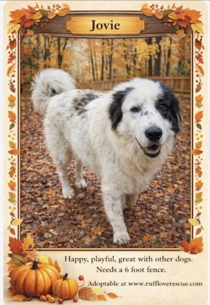Enlarge Jovie, a Adoptable Great Pyrenees in Thomasville, NC image 3/3