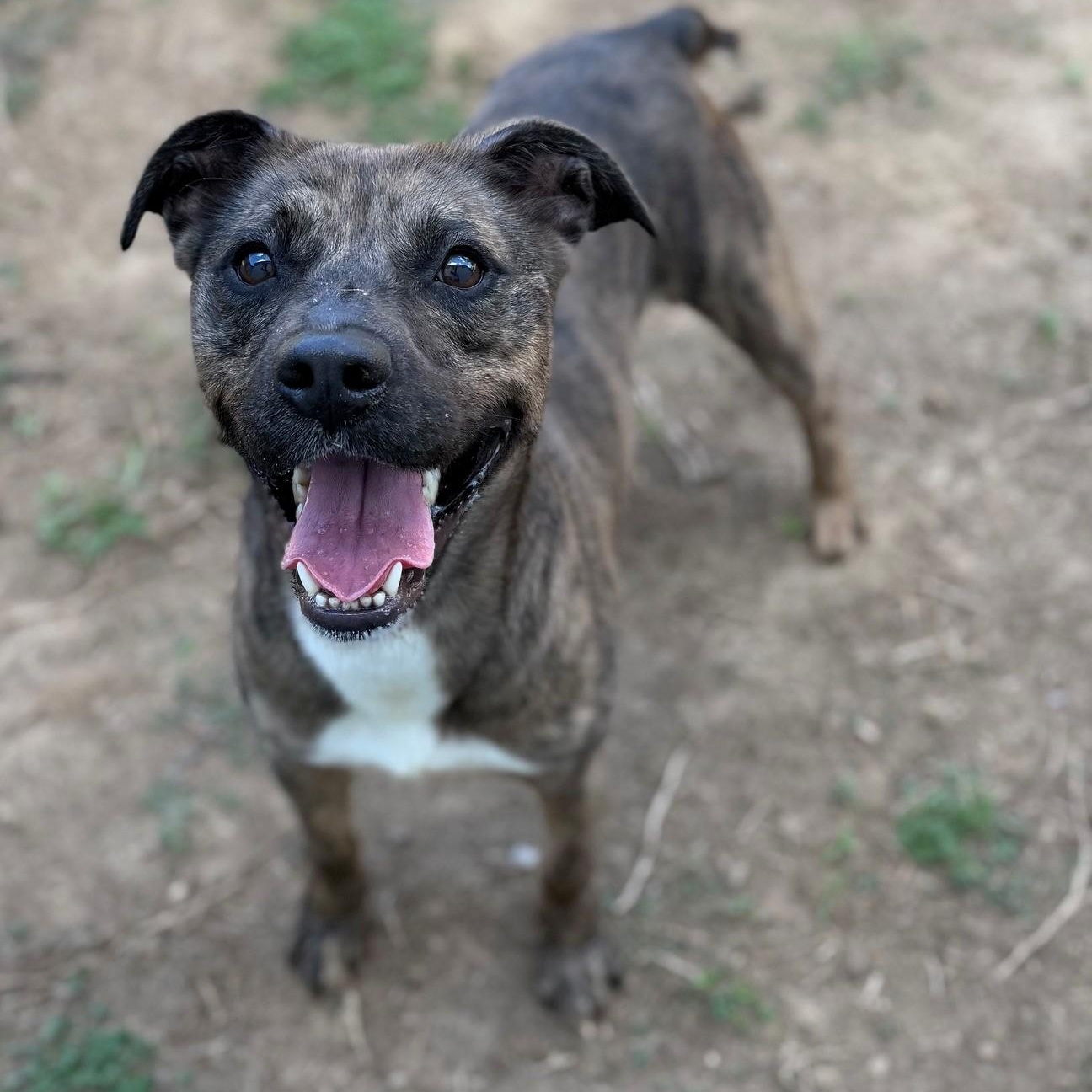 Enlarge Diesel, a ADOPTABLE Mixed Breed in Summerdale, AL image 1/1