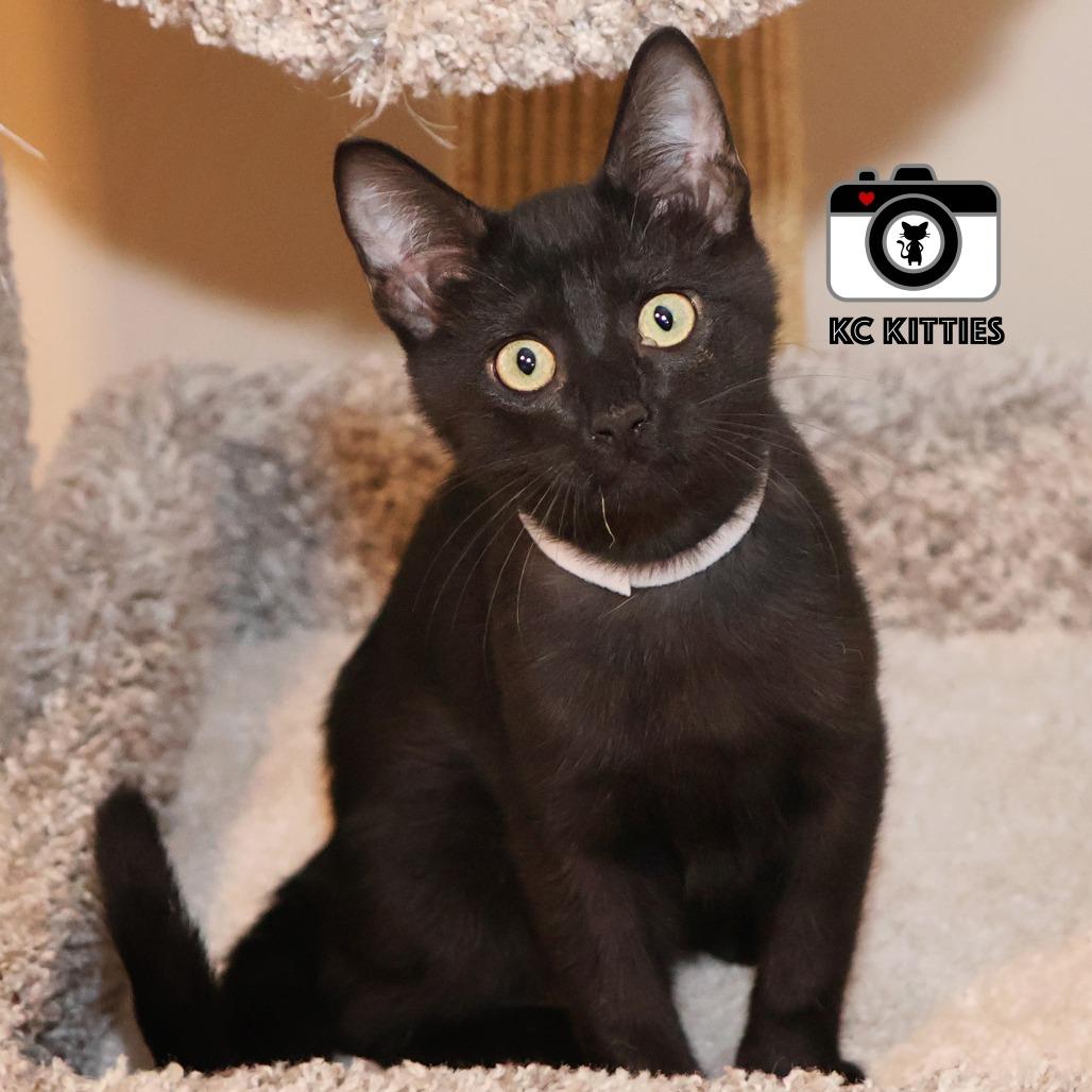 Mani, Adoptable, Kitten Male Domestic Short Hair.