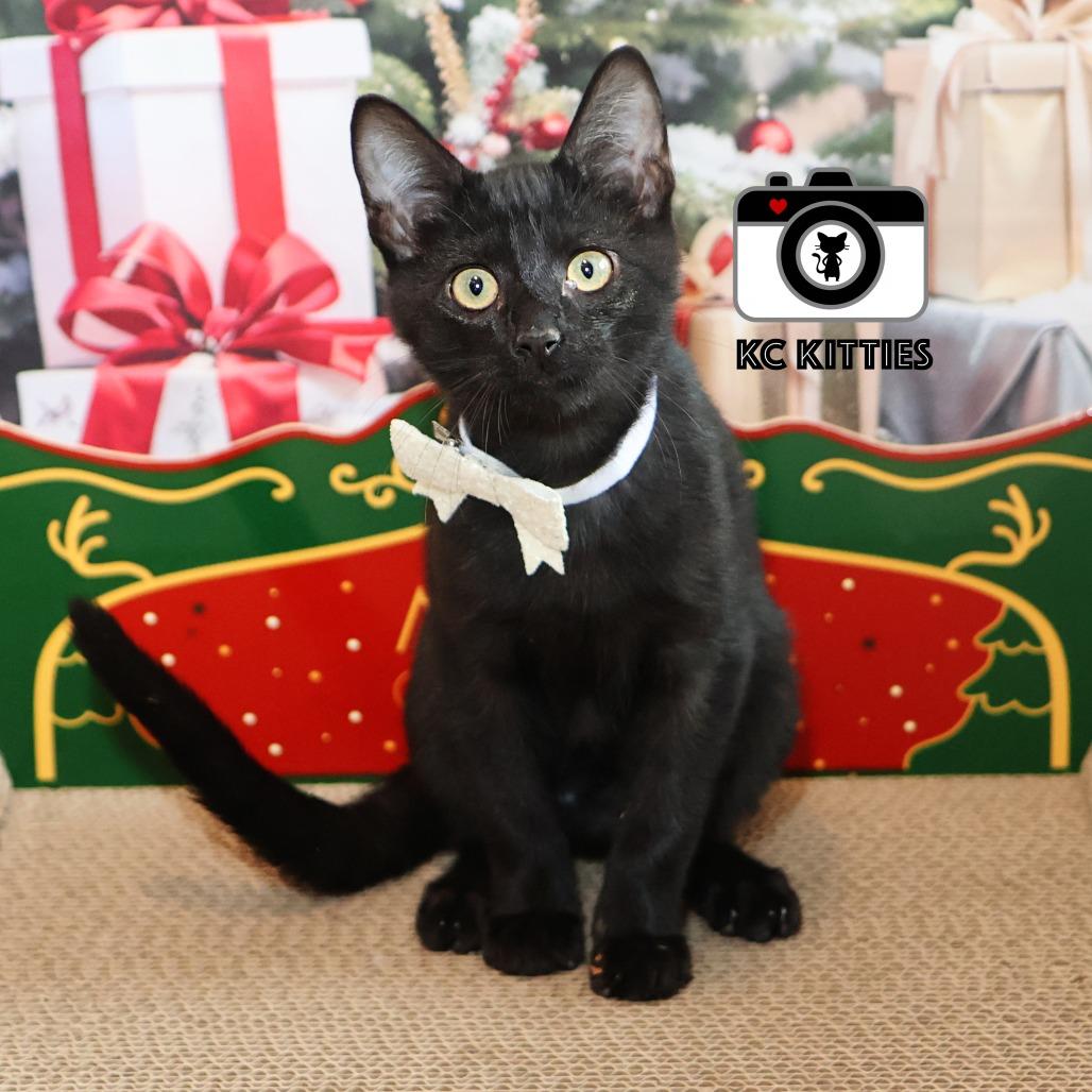 Mani, Adoptable, Kitten Male Domestic Short Hair.