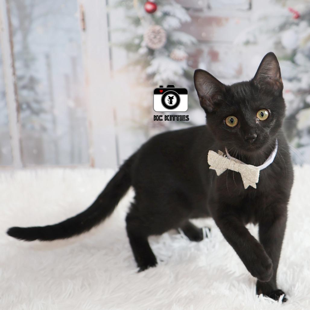 Mani, a Adoptable Domestic Short Hair in FAIRWAY, KS image 2/6