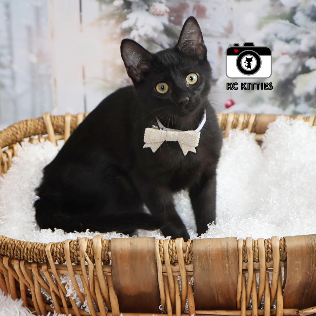 Mani, a Adoptable Domestic Short Hair in FAIRWAY, KS image 4/6