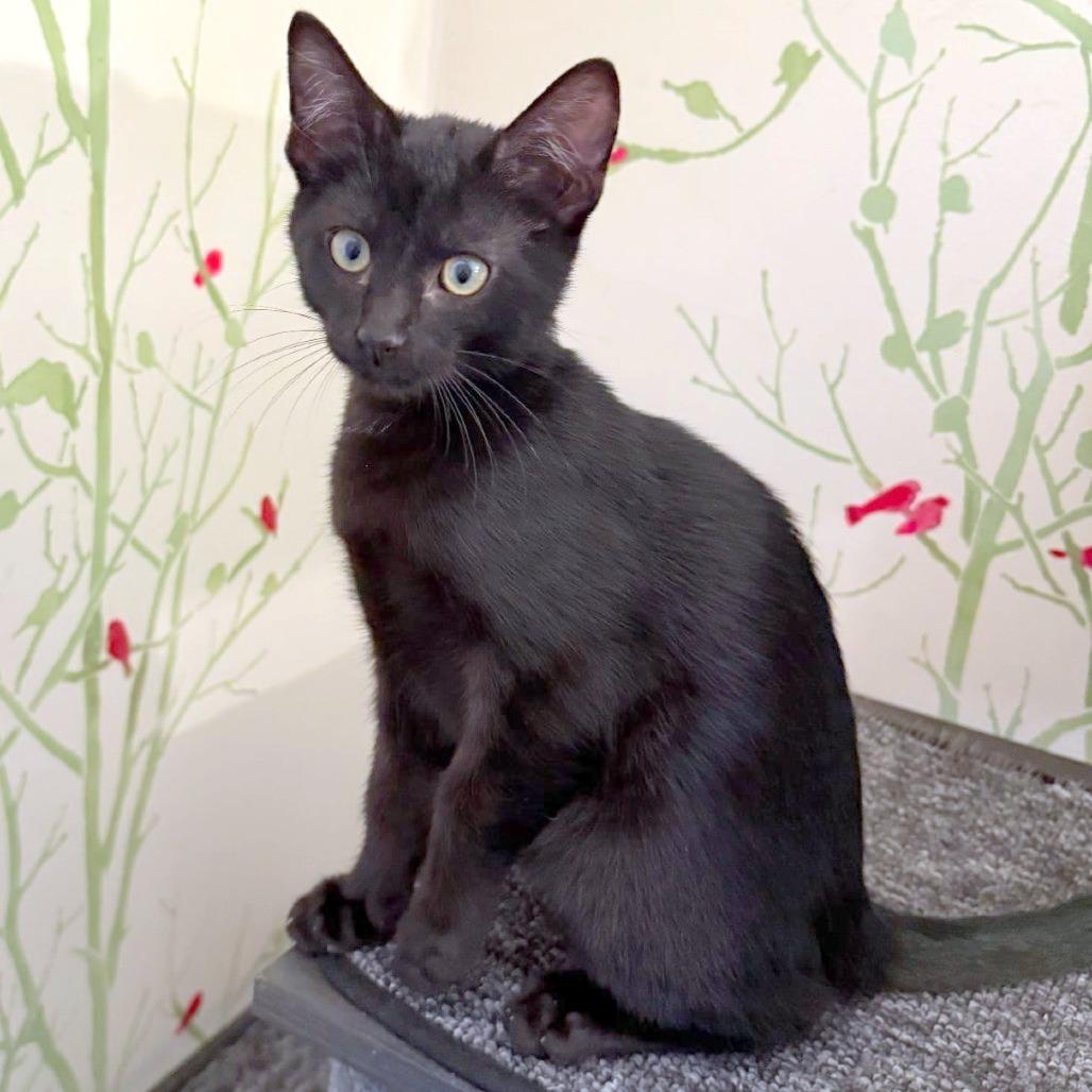 Mani, a Adoptable Domestic Short Hair in FAIRWAY, KS image 5/6