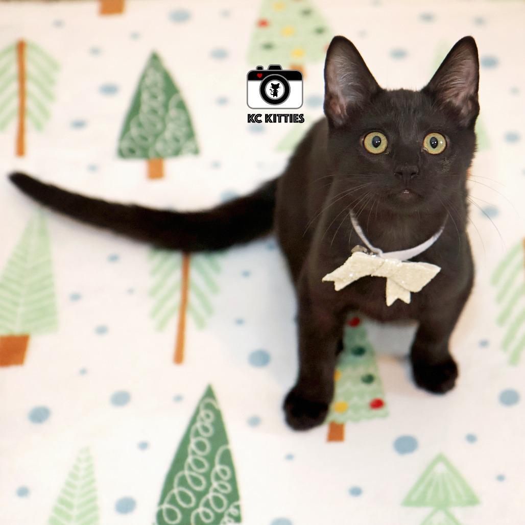 Mani, a Adoptable Domestic Short Hair in FAIRWAY, KS image 6/6