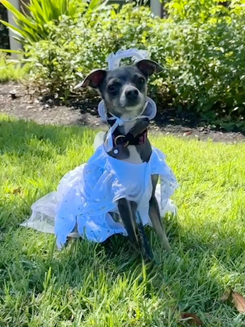 Enlarge Winnie, an adopted mixed breed in Austin, TX image 3/3