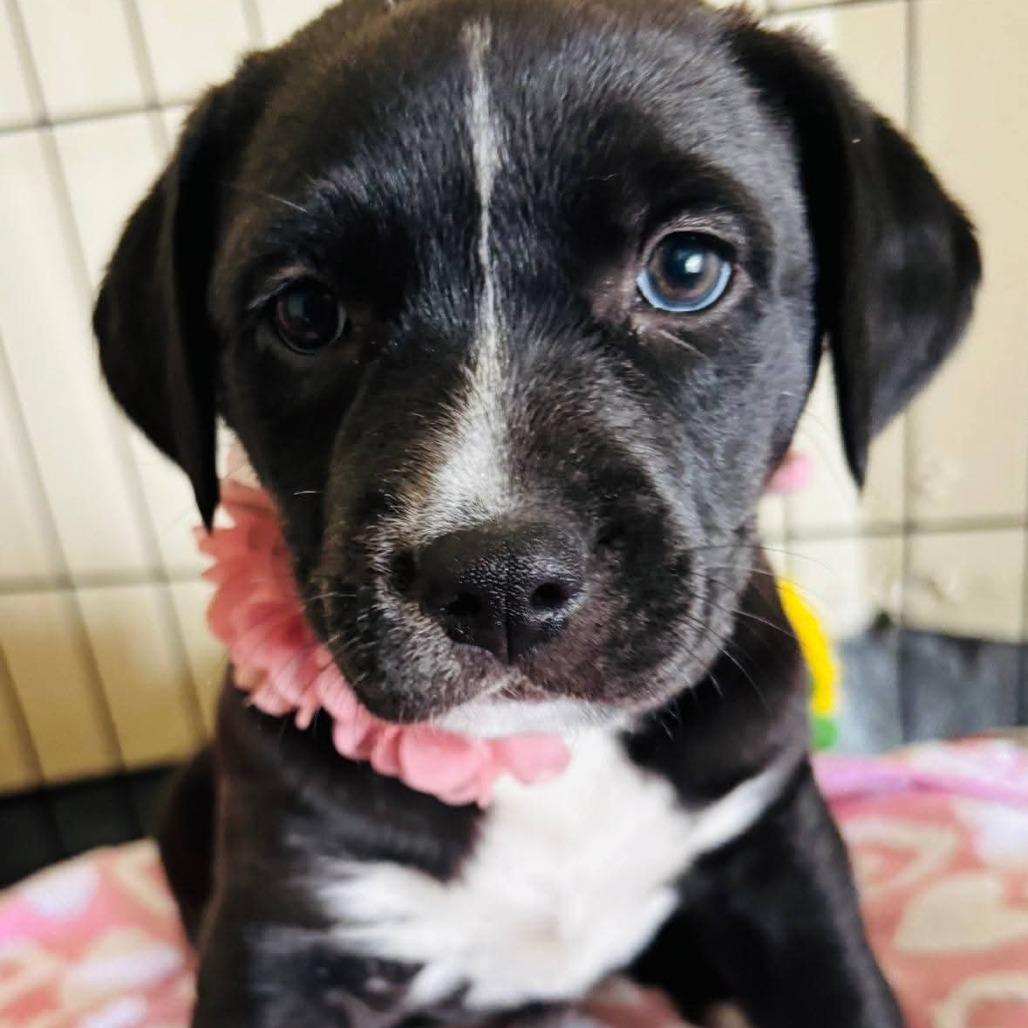 Latte, Adoptable, Young Female American Staffordshire Terrier & Mixed Breed.