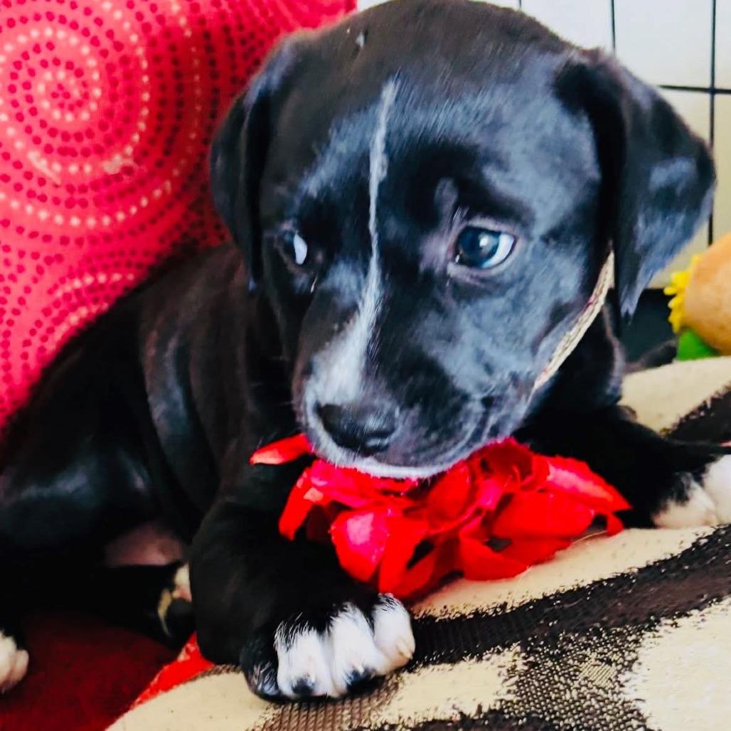 Latte, a Adoptable mixed breed in Tomball, TX image 2/5