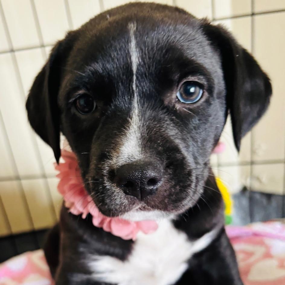 Latte, a Adoptable mixed breed in Tomball, TX image 3/5