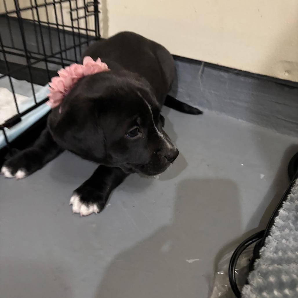 Latte, a Adoptable mixed breed in Tomball, TX image 4/5