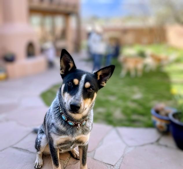Enlarge ZIP, a ADOPTABLE Australian Cattle Dog / Blue Heeler in Pena Blanca, NM image 1/1