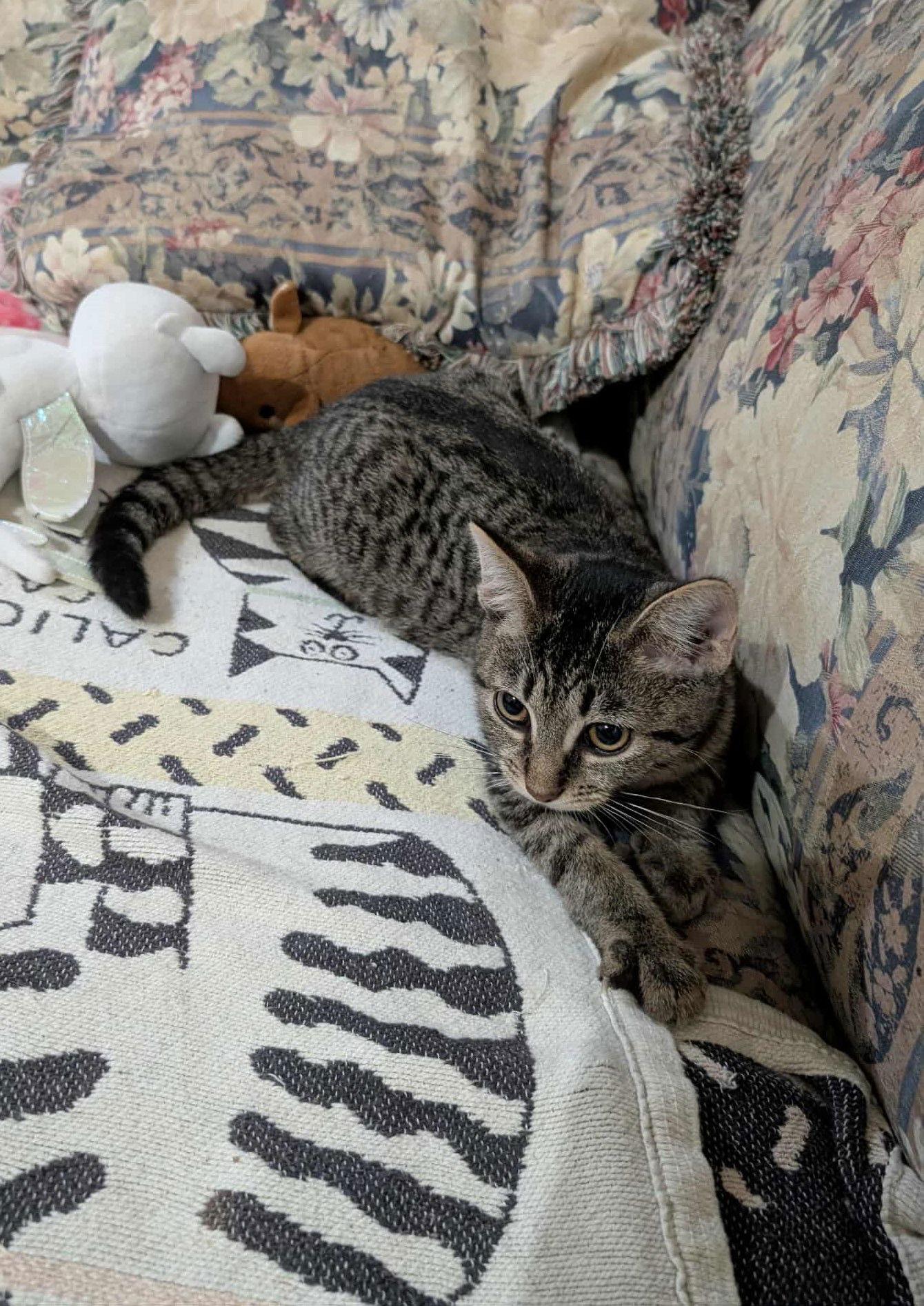 Enlarge Bambi, a Adoptable Domestic Short Hair in Morehead, KY image 1/1