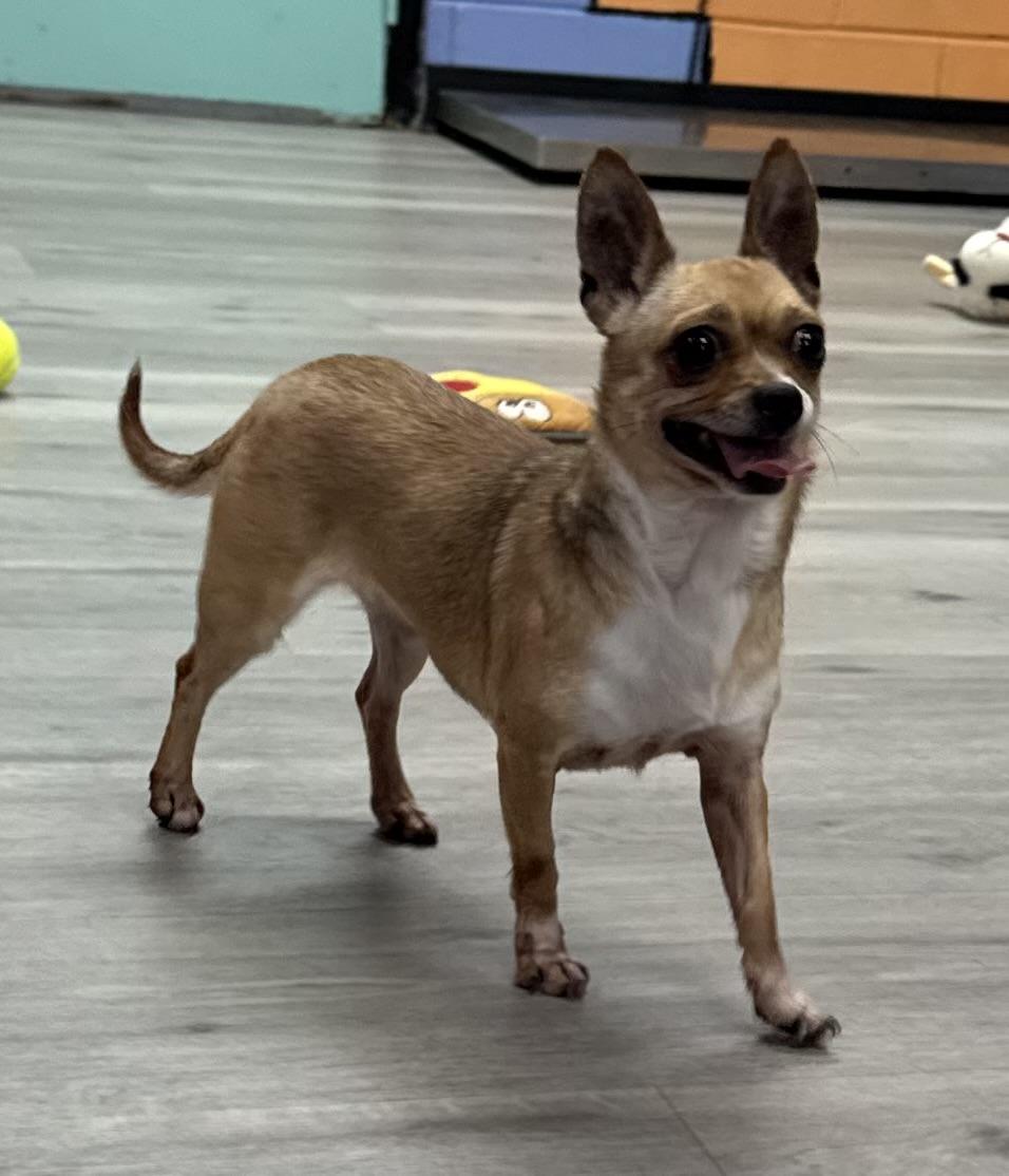 Enlarge BooBoo, a ADOPTABLE Chihuahua in Orlando, FL image 1/2