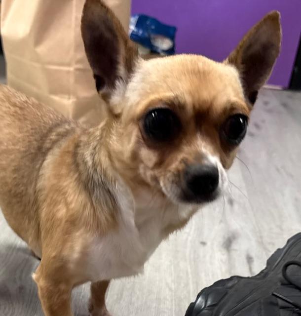 Enlarge BooBoo, a ADOPTABLE Chihuahua in Orlando, FL image 2/2