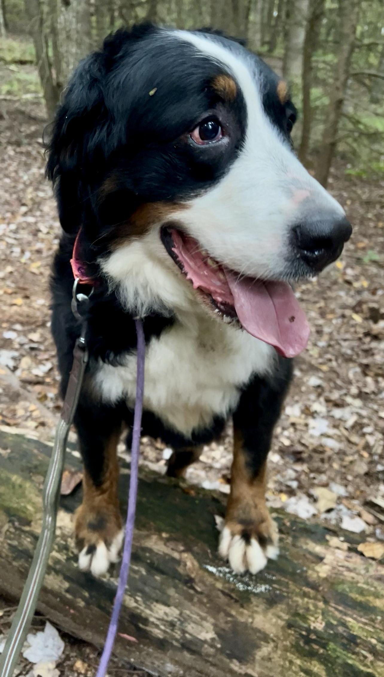 Enlarge DUSK, a Adoptable Bernese Mountain Dog in Millerstown, PA image 1/6