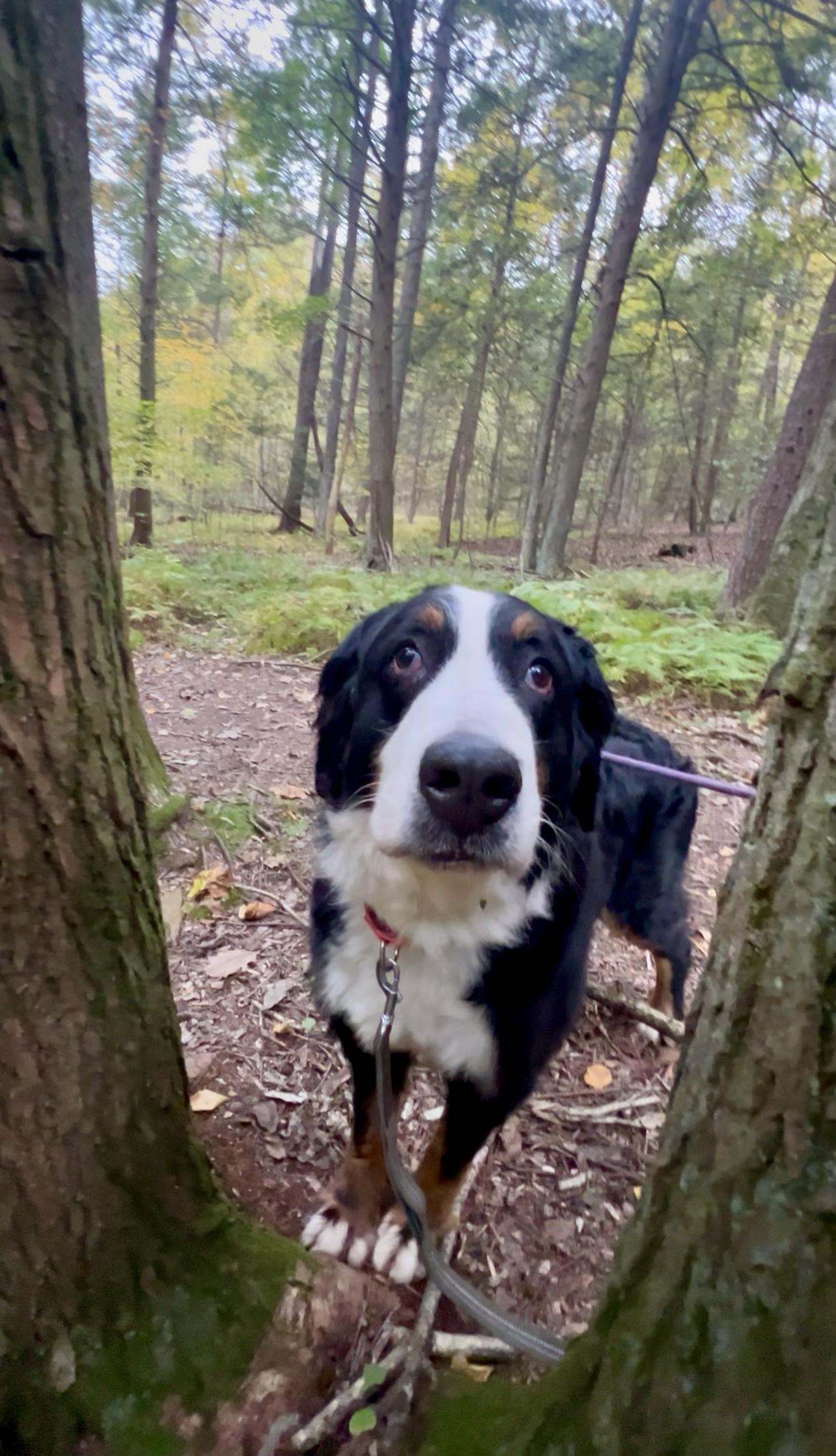 Enlarge DUSK, a Adoptable Bernese Mountain Dog in Millerstown, PA image 4/6