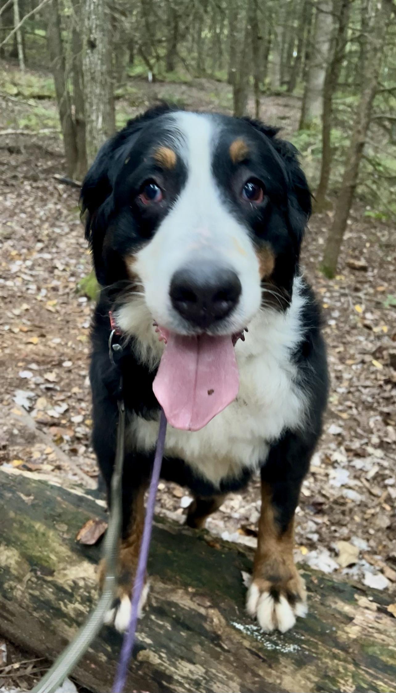 Enlarge DUSK, a Adoptable Bernese Mountain Dog in Millerstown, PA image 2/6