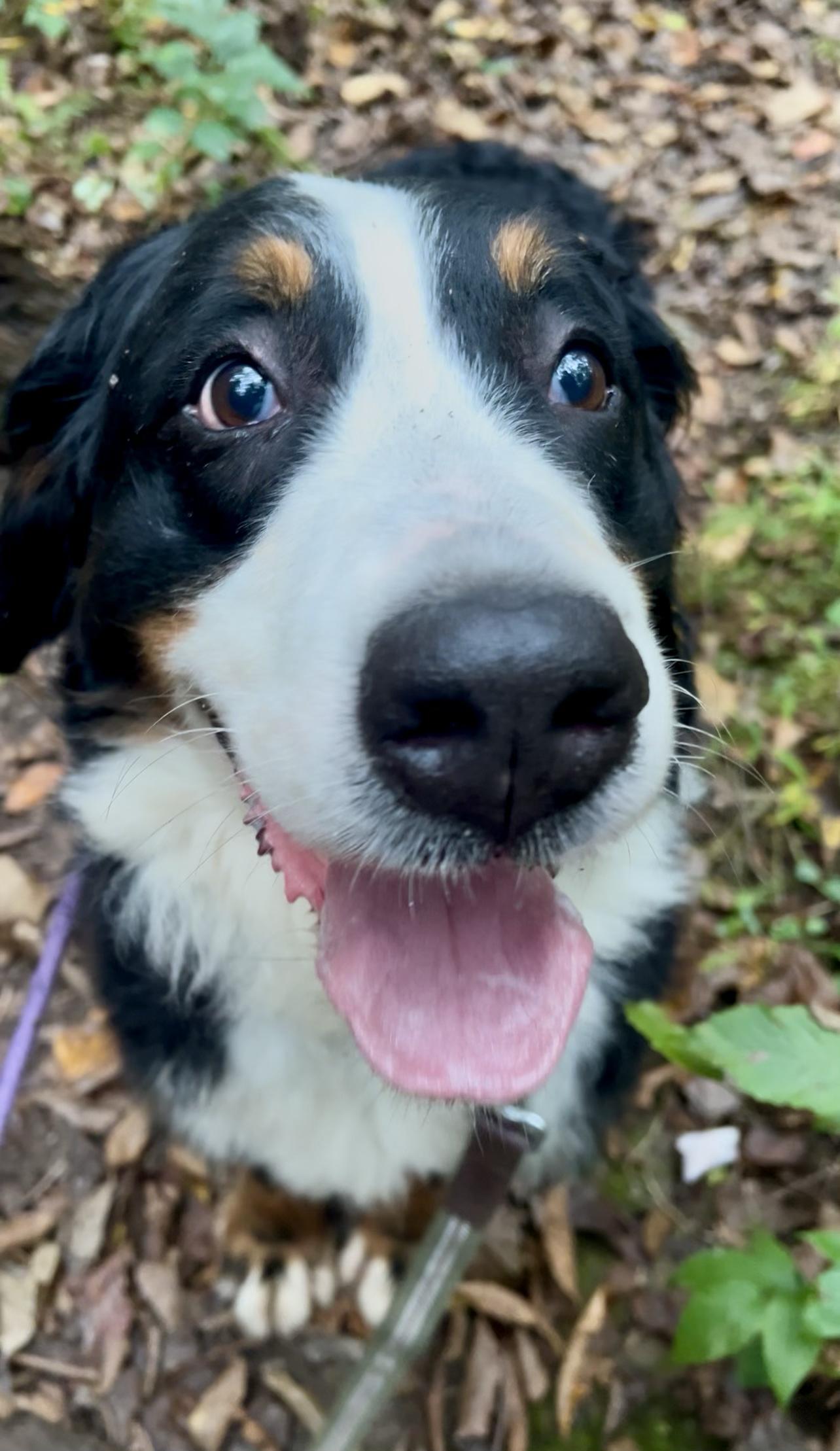 Enlarge DUSK, a Adoptable Bernese Mountain Dog in Millerstown, PA image 5/6