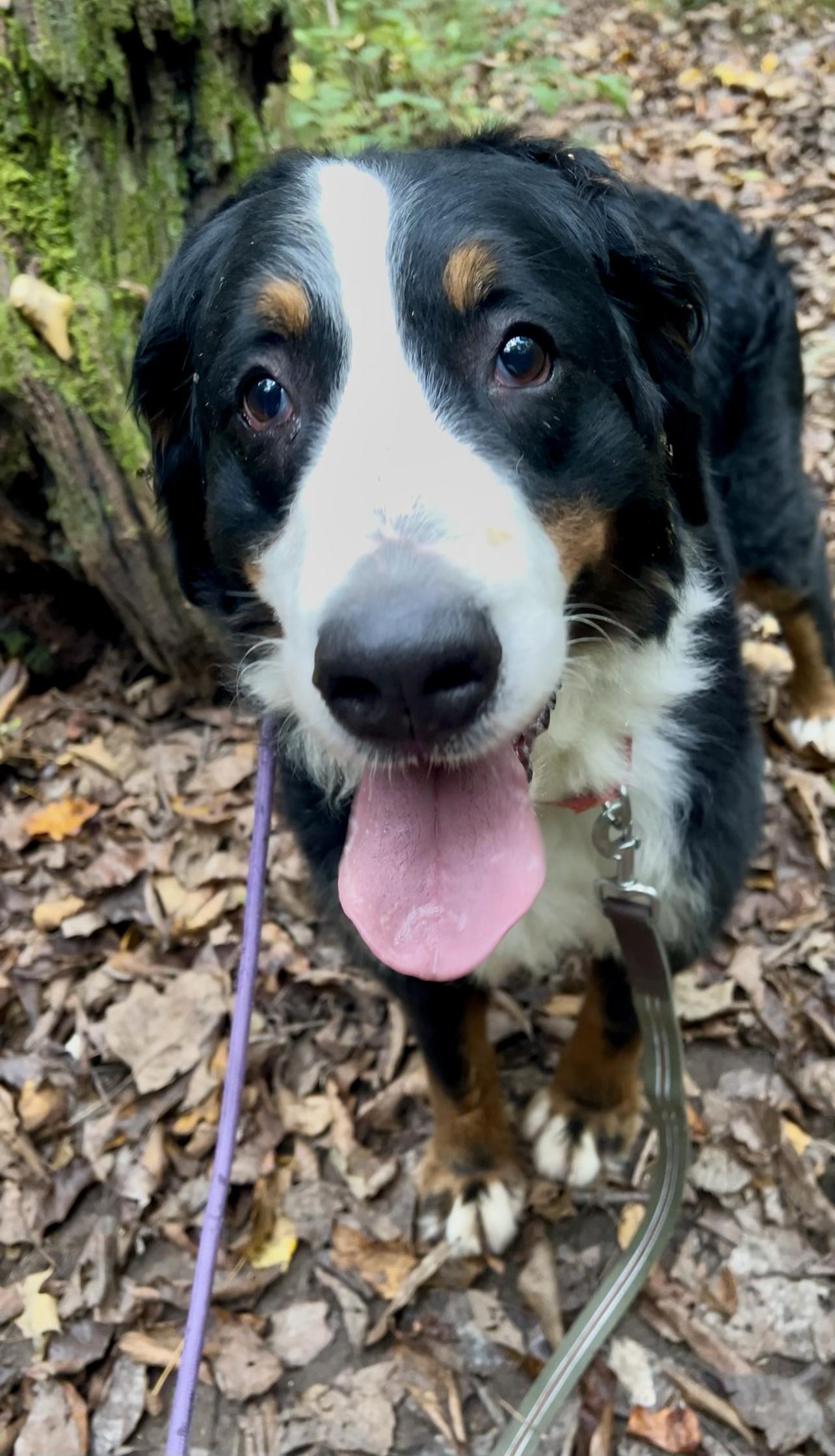 Enlarge DUSK, a Adoptable Bernese Mountain Dog in Millerstown, PA image 6/6