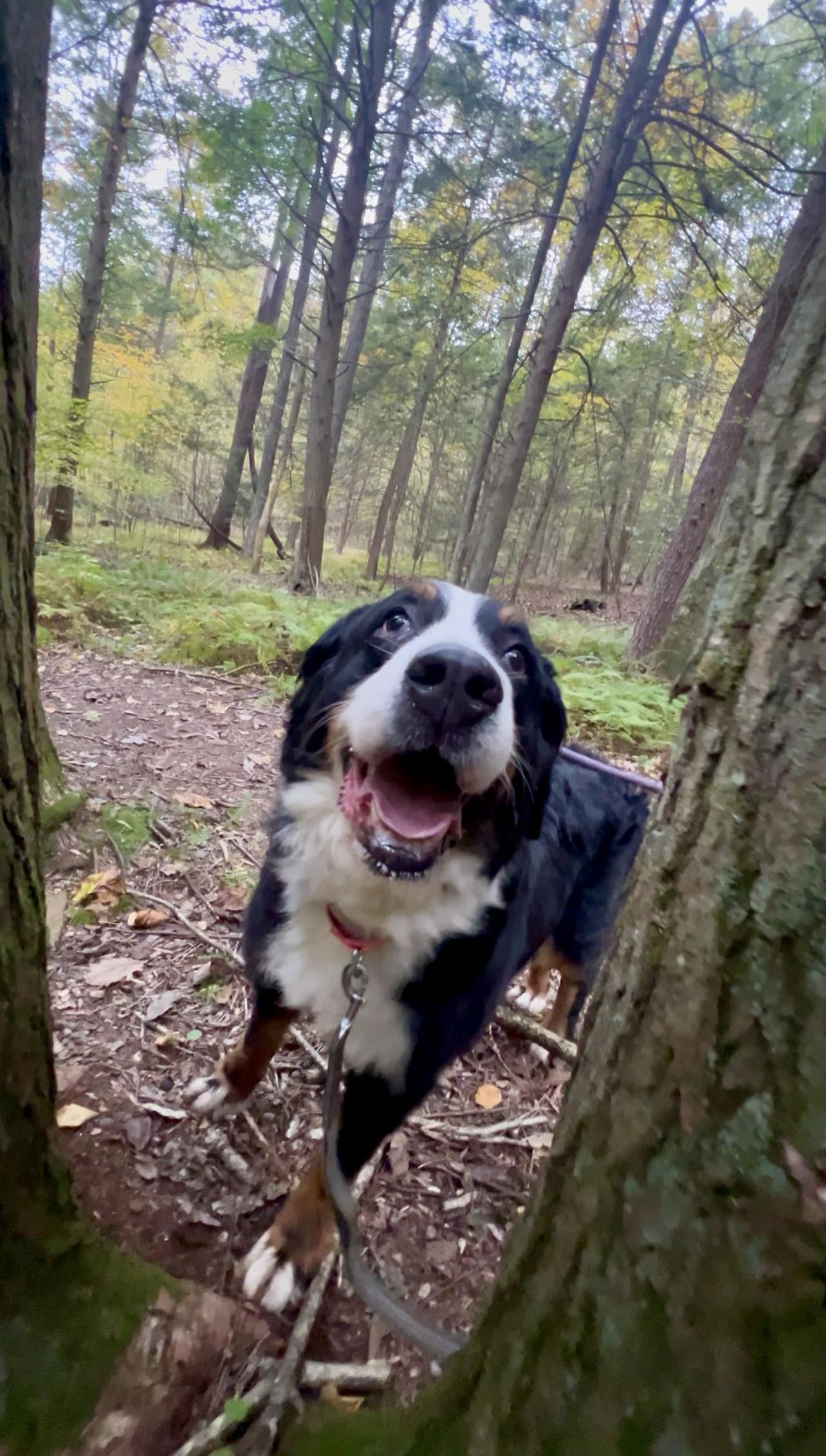 Enlarge DUSK, a Adoptable Bernese Mountain Dog in Millerstown, PA image 3/6