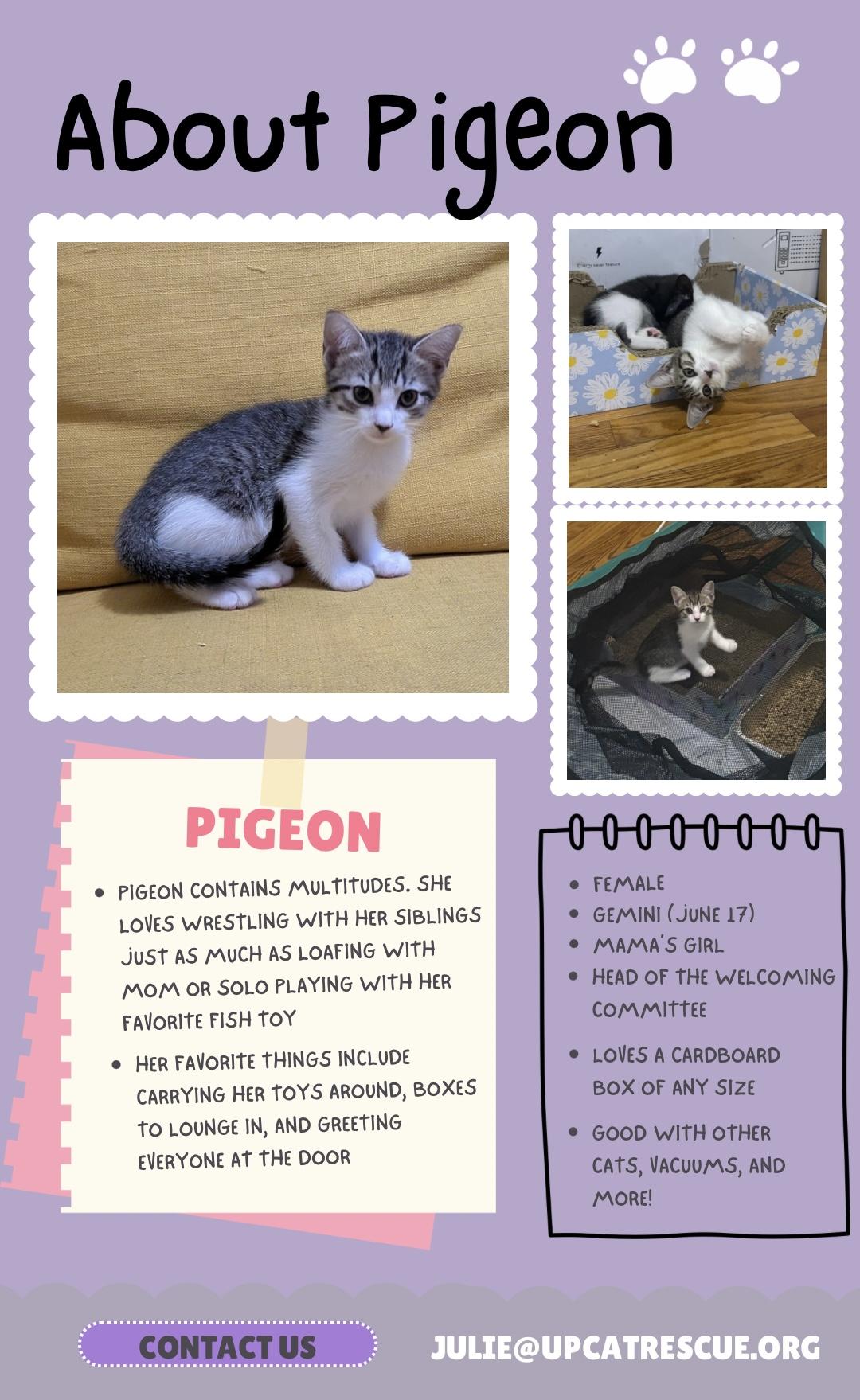 Enlarge Pigeon, a Adopted Domestic Short Hair in New York, NY image 2/6