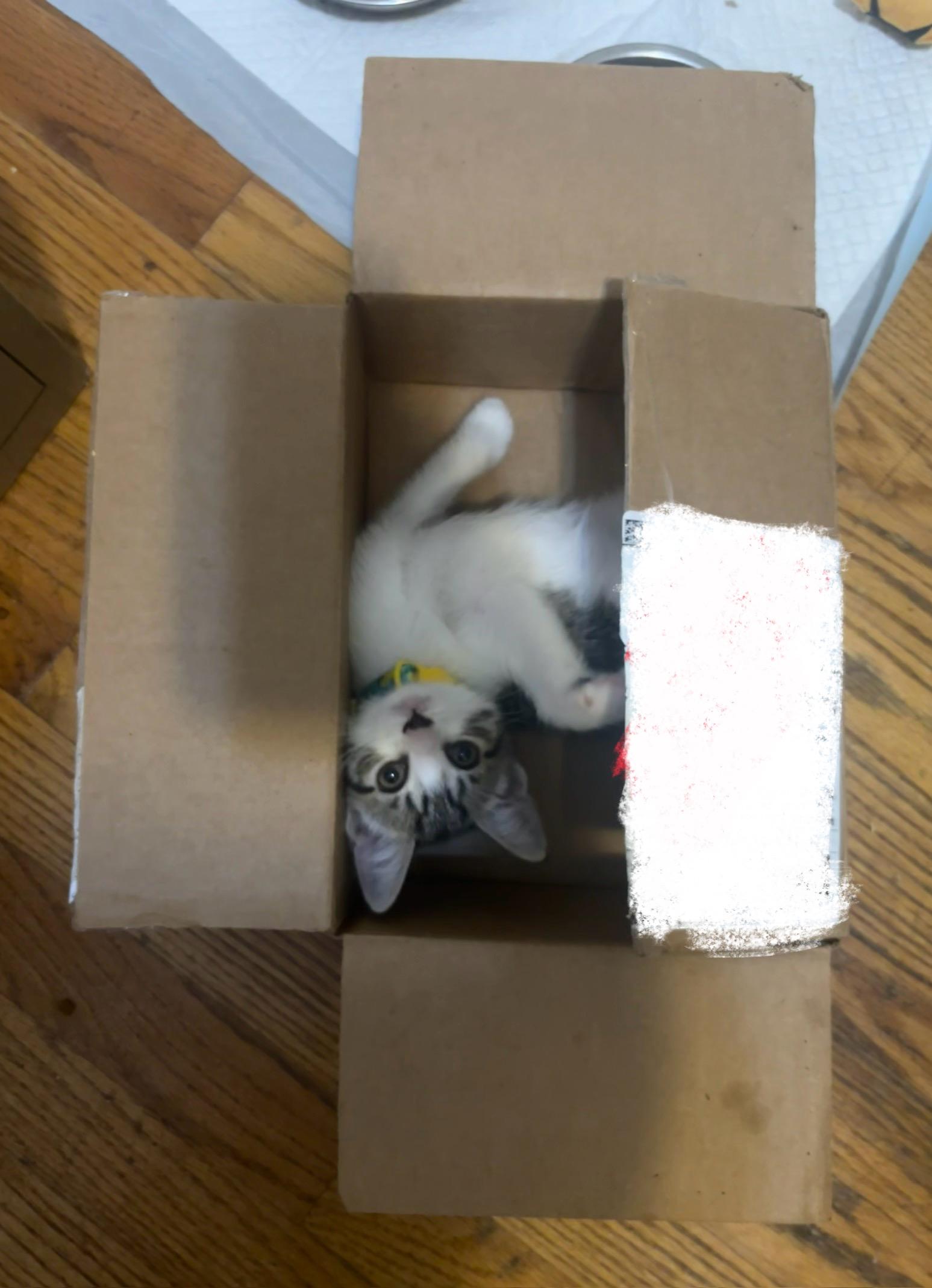 Enlarge Pigeon, a Adopted Domestic Short Hair in New York, NY image 4/6