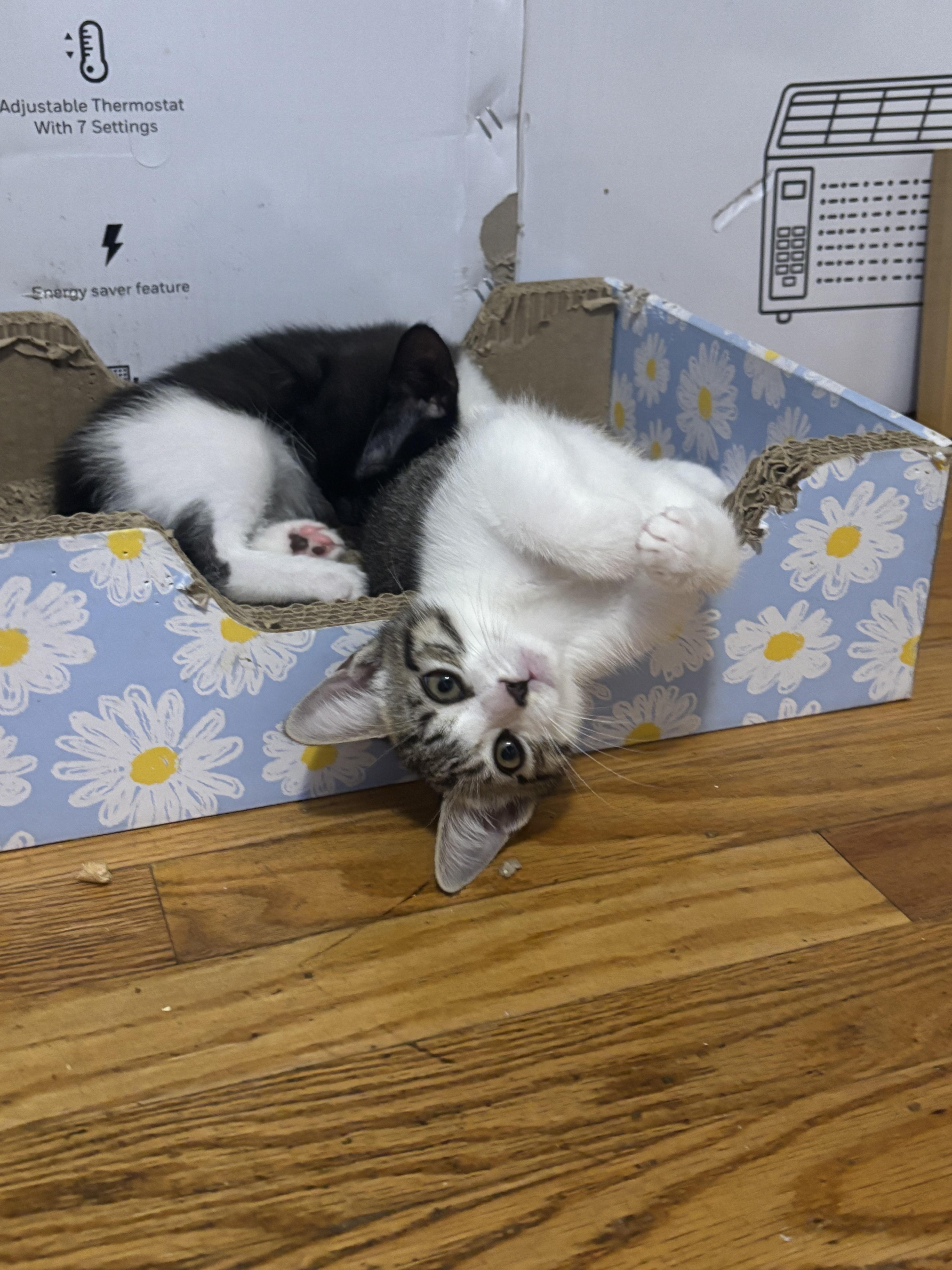 Enlarge Pigeon, a Adopted Domestic Short Hair in New York, NY image 3/6