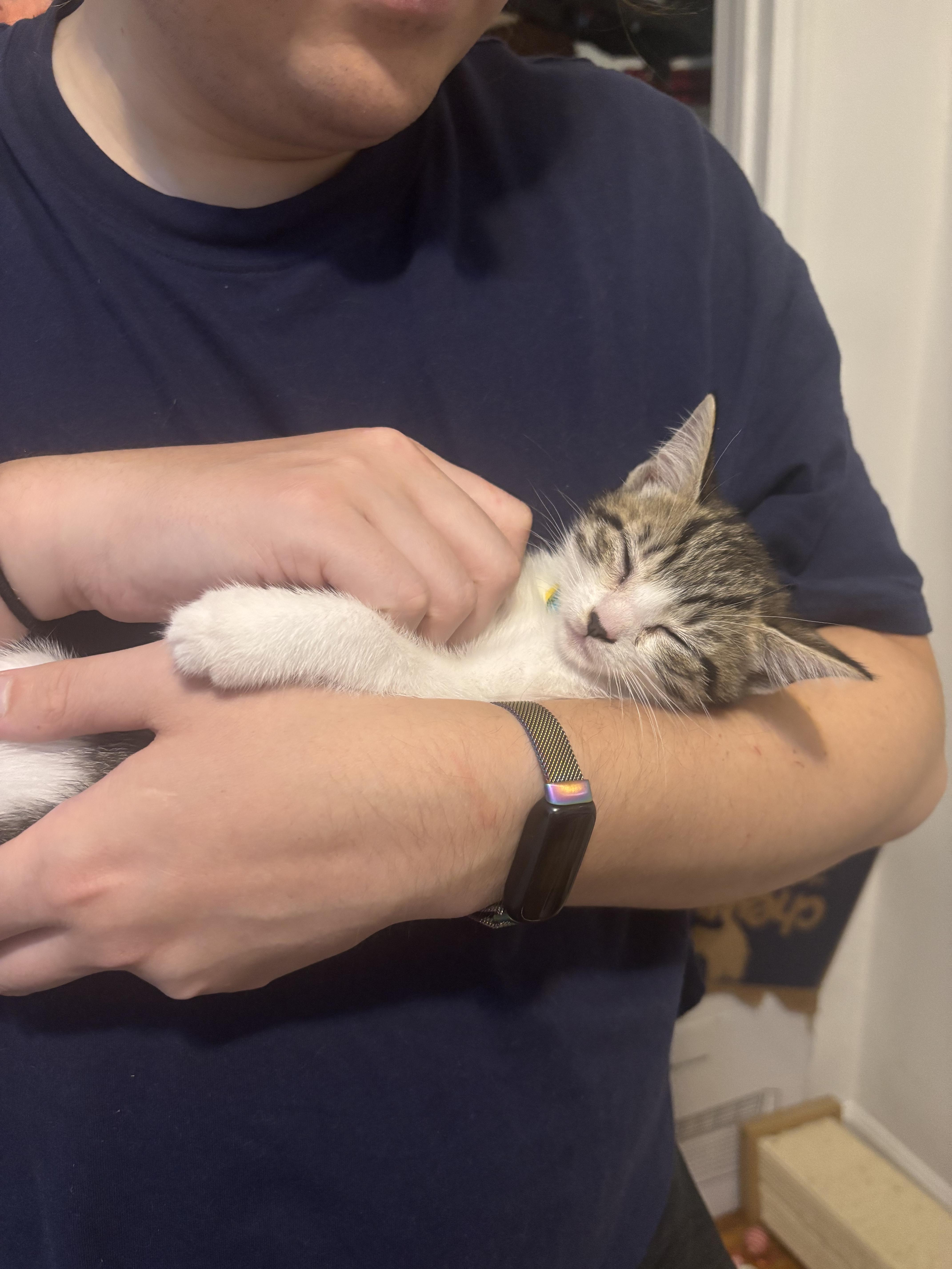 Enlarge Pigeon, a Adopted Domestic Short Hair in New York, NY image 5/6