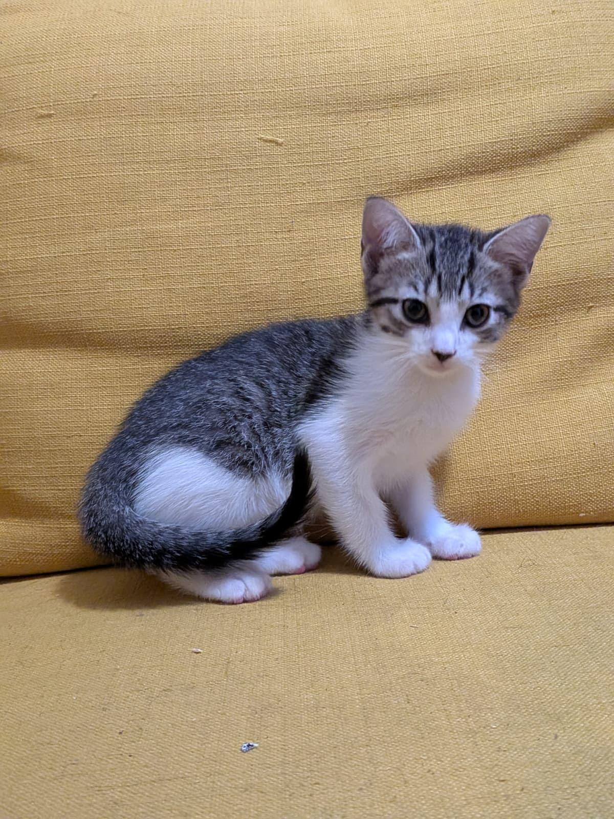 Pigeon, Adopted, Kitten Female Domestic Short Hair.