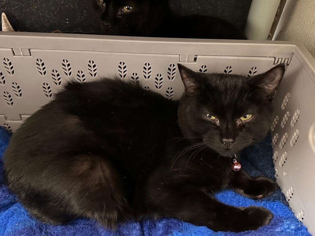 Symphony, Adoptable, Kitten Female Domestic Short Hair.