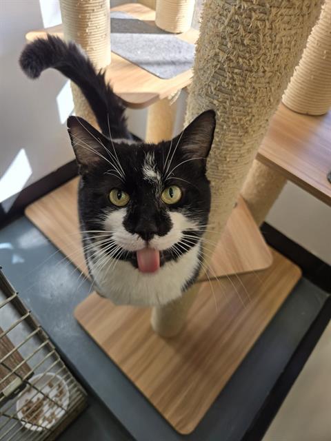 SYLVESTER, Adoptable, Adult Male Domestic Short Hair.