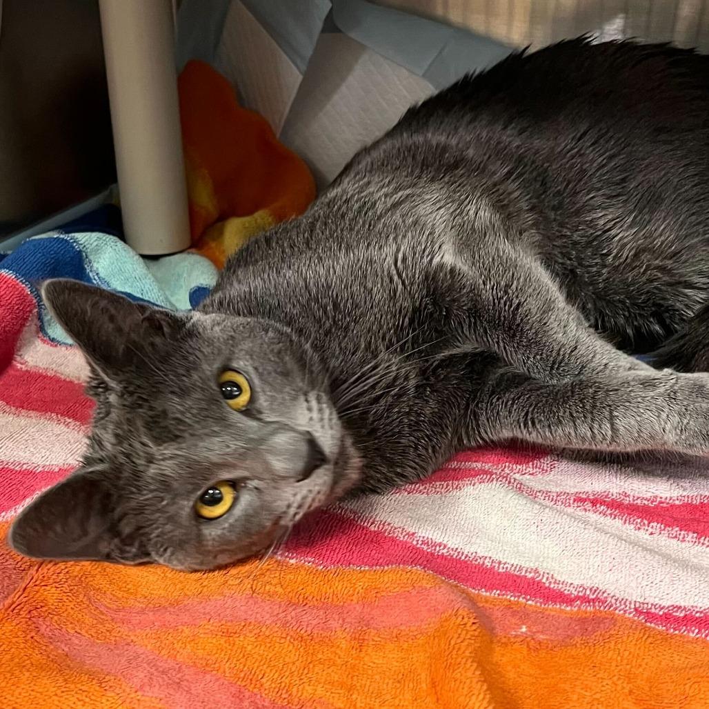"Sterling", Adoptable, Adult Male Domestic Short Hair.