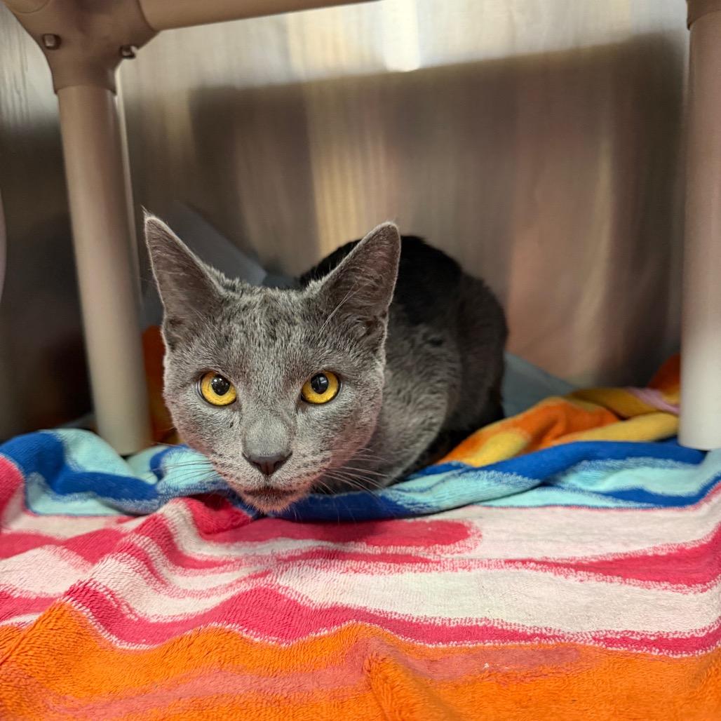 "Sterling", a Adoptable Domestic Short Hair in Conshohocken, PA image 2/2