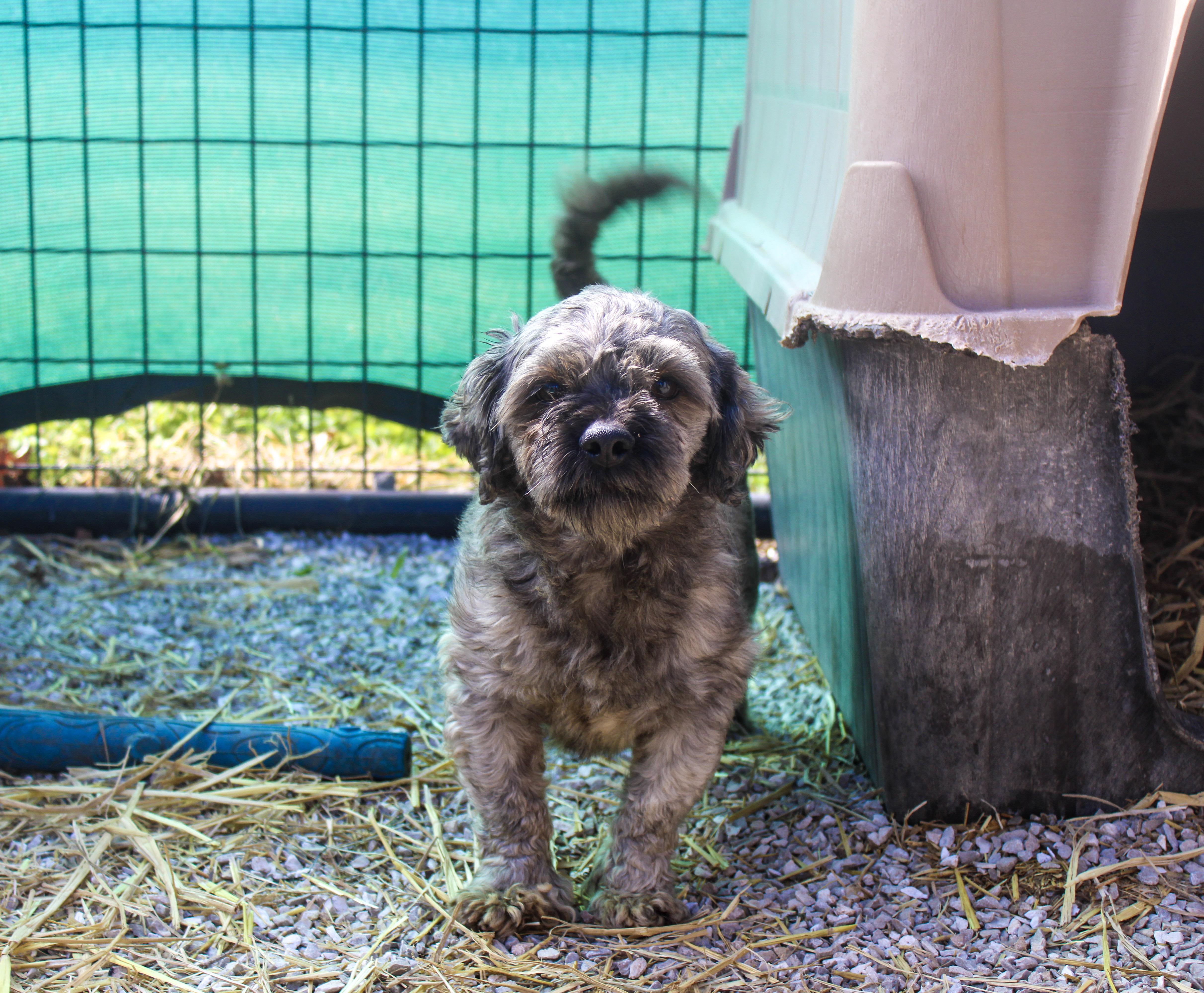 Ernest, a ADOPTABLE mixed breed in Neosho, MO image 2/2