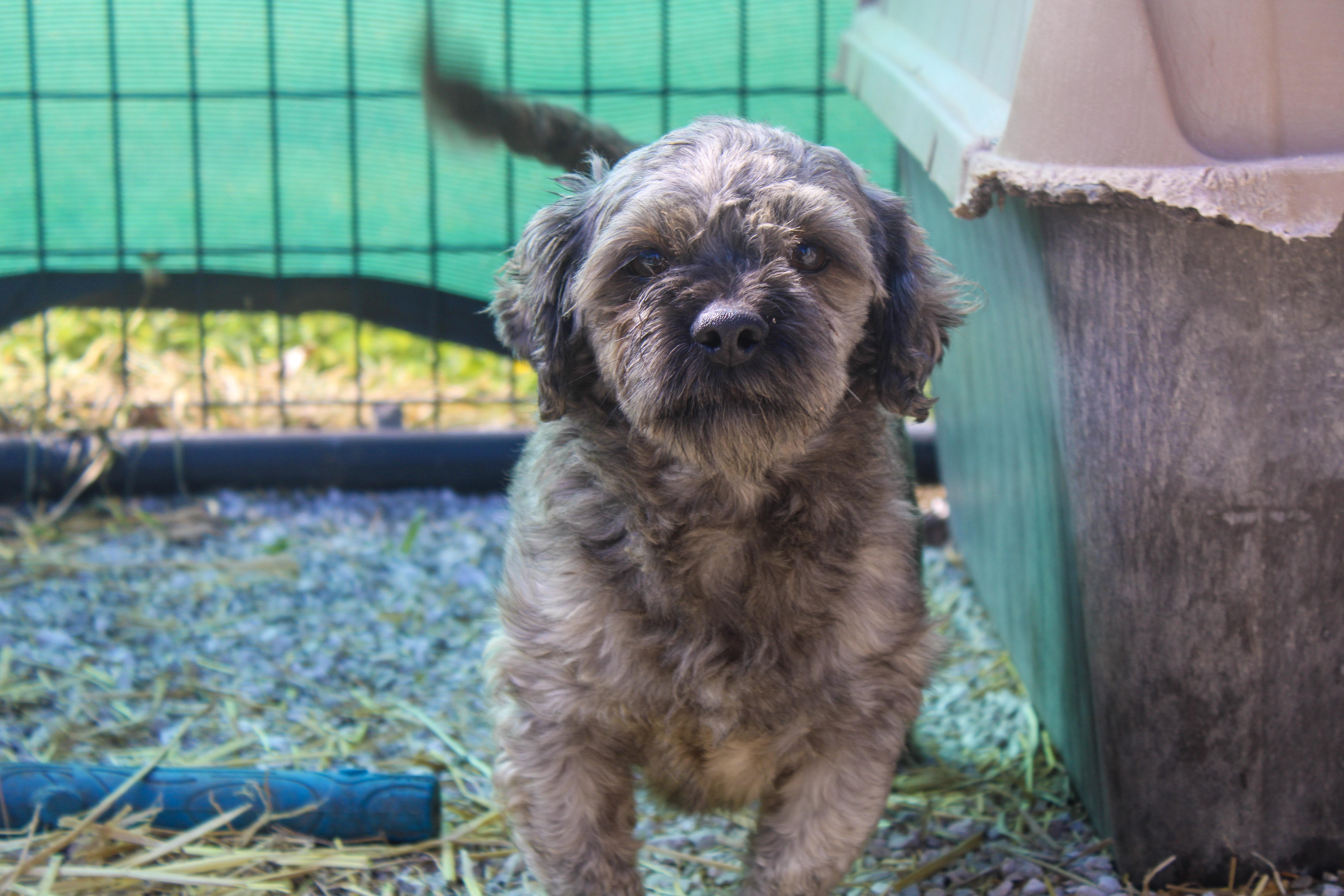 Ernest, ADOPTABLE, Adult Male Shih Tzu & Bichon Frise.