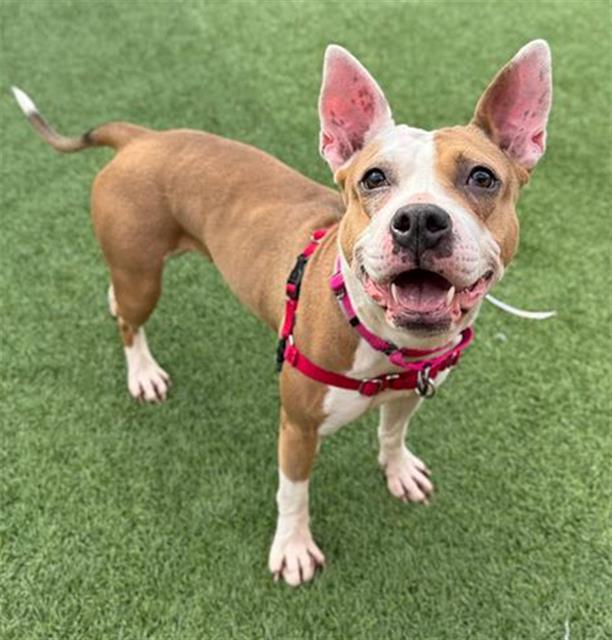 Enlarge AMELIA, a Adoptable Pit Bull Terrier in San Francisco, CA image 1/1