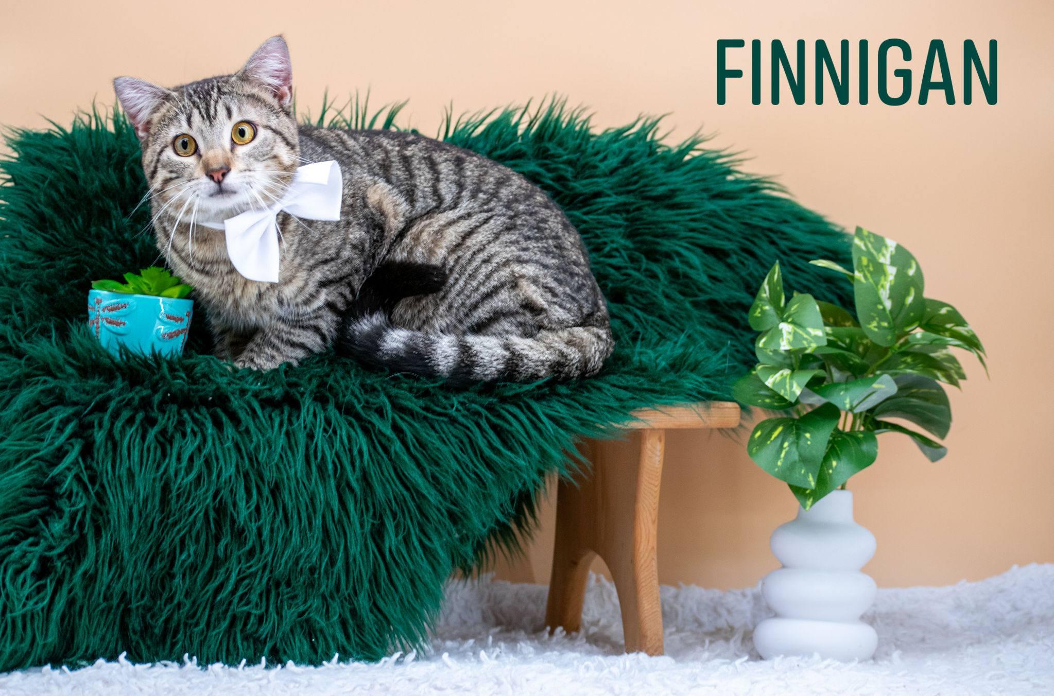 Enlarge Finnigan, a ADOPTABLE Domestic Short Hair in Sevierville, TN image 1/4