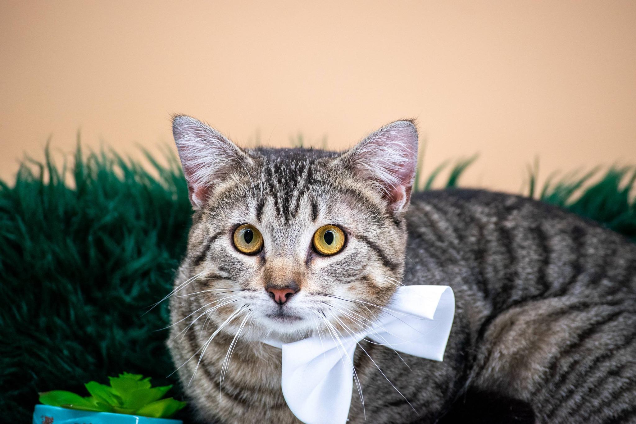 Enlarge Finnigan, a ADOPTABLE Domestic Short Hair in Sevierville, TN image 4/4