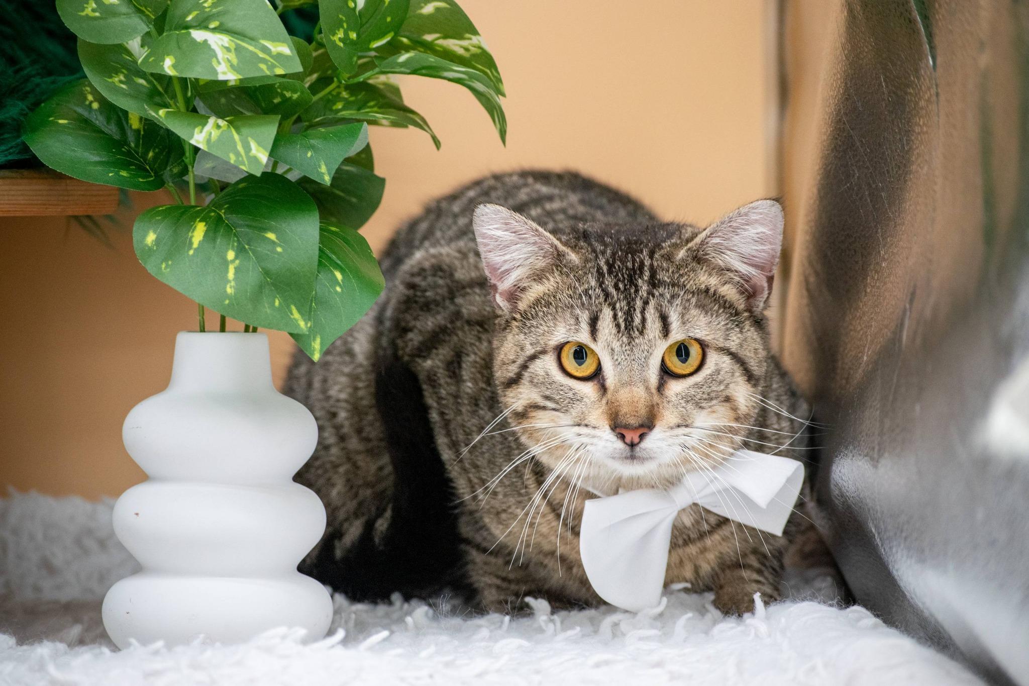 Enlarge Finnigan, a ADOPTABLE Domestic Short Hair in Sevierville, TN image 3/4