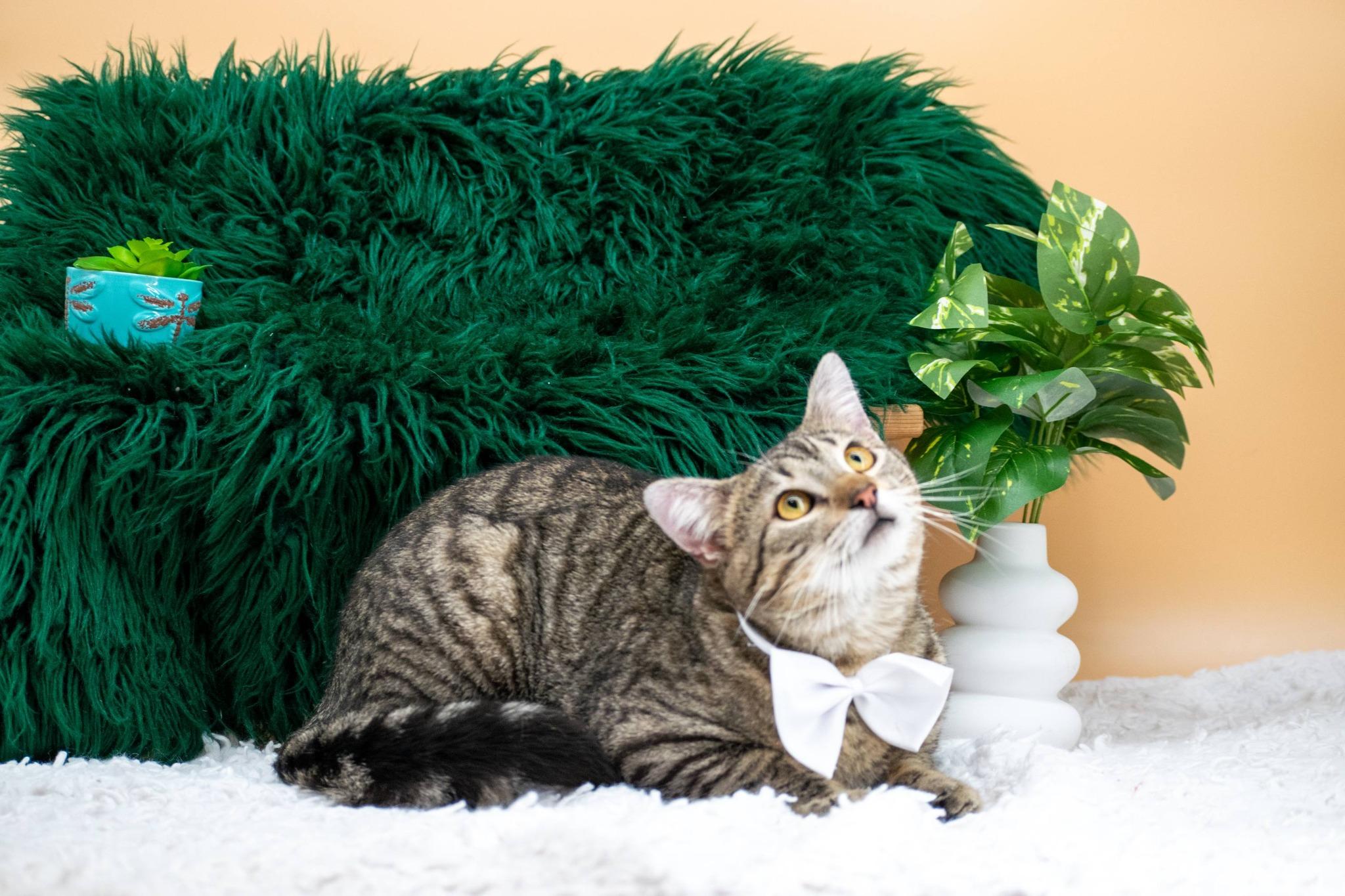 Enlarge Finnigan, a ADOPTABLE Domestic Short Hair in Sevierville, TN image 2/4