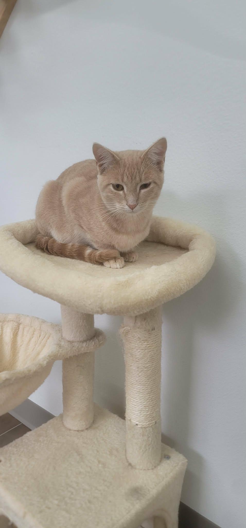 Enlarge John, an adopted mixed breed in Oakville, WA image 2/2