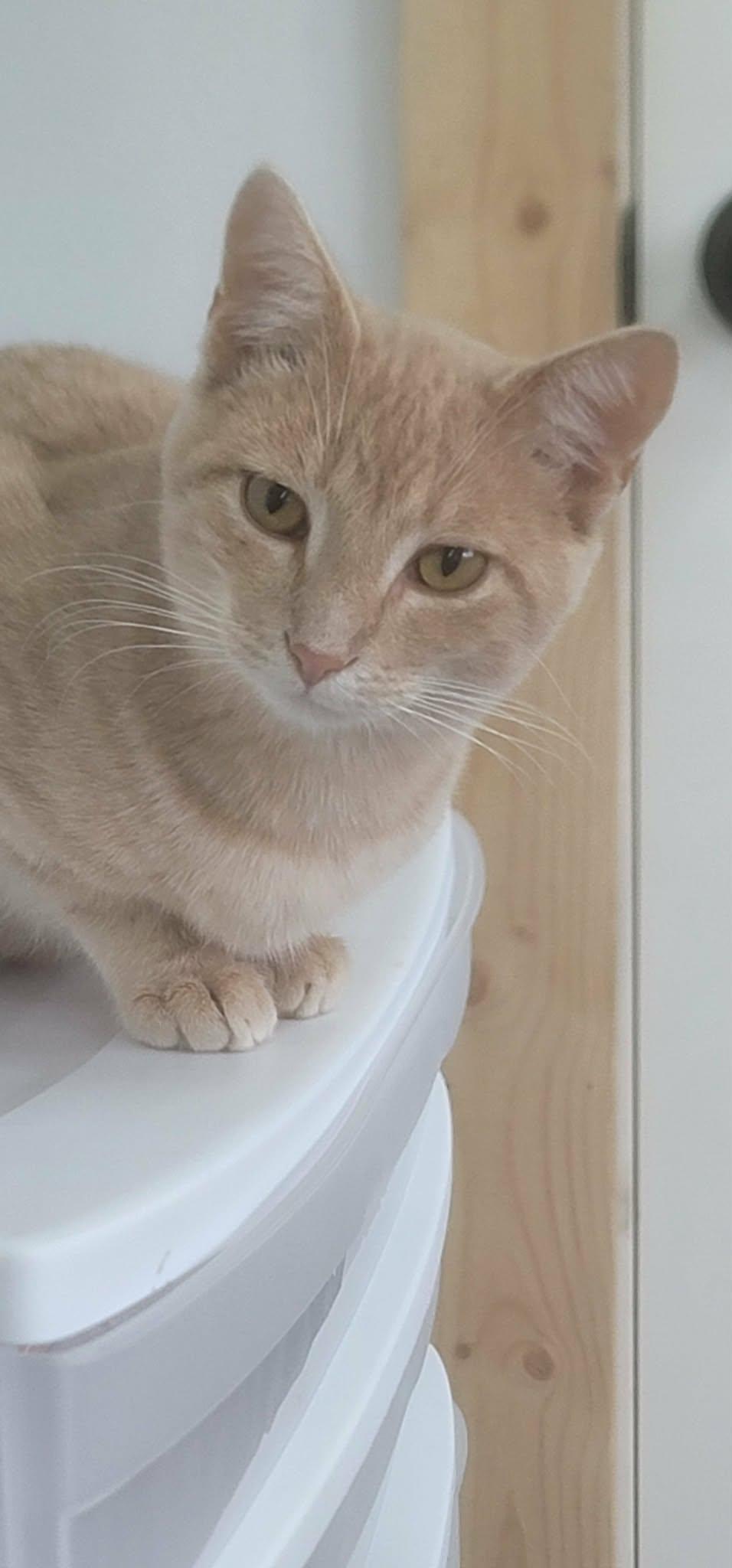 John, ADOPTABLE, Young Male Domestic Short Hair.