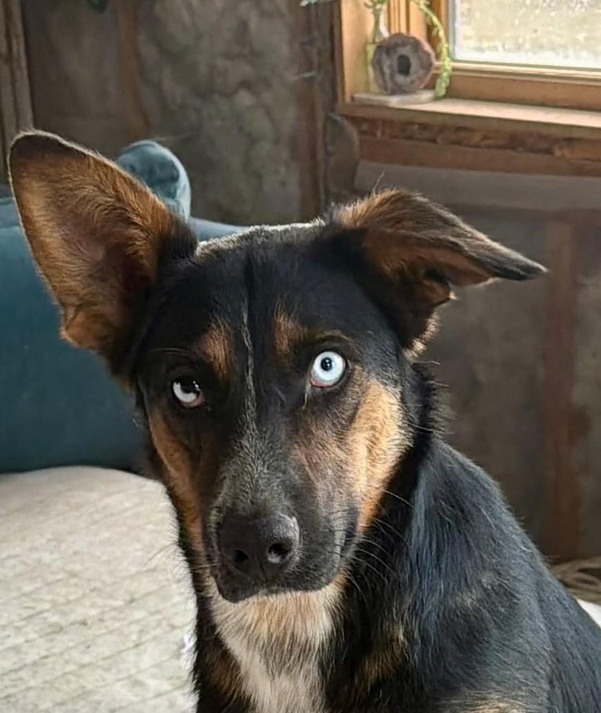 Mystic, ADOPTABLE, Young Female Mixed Breed.