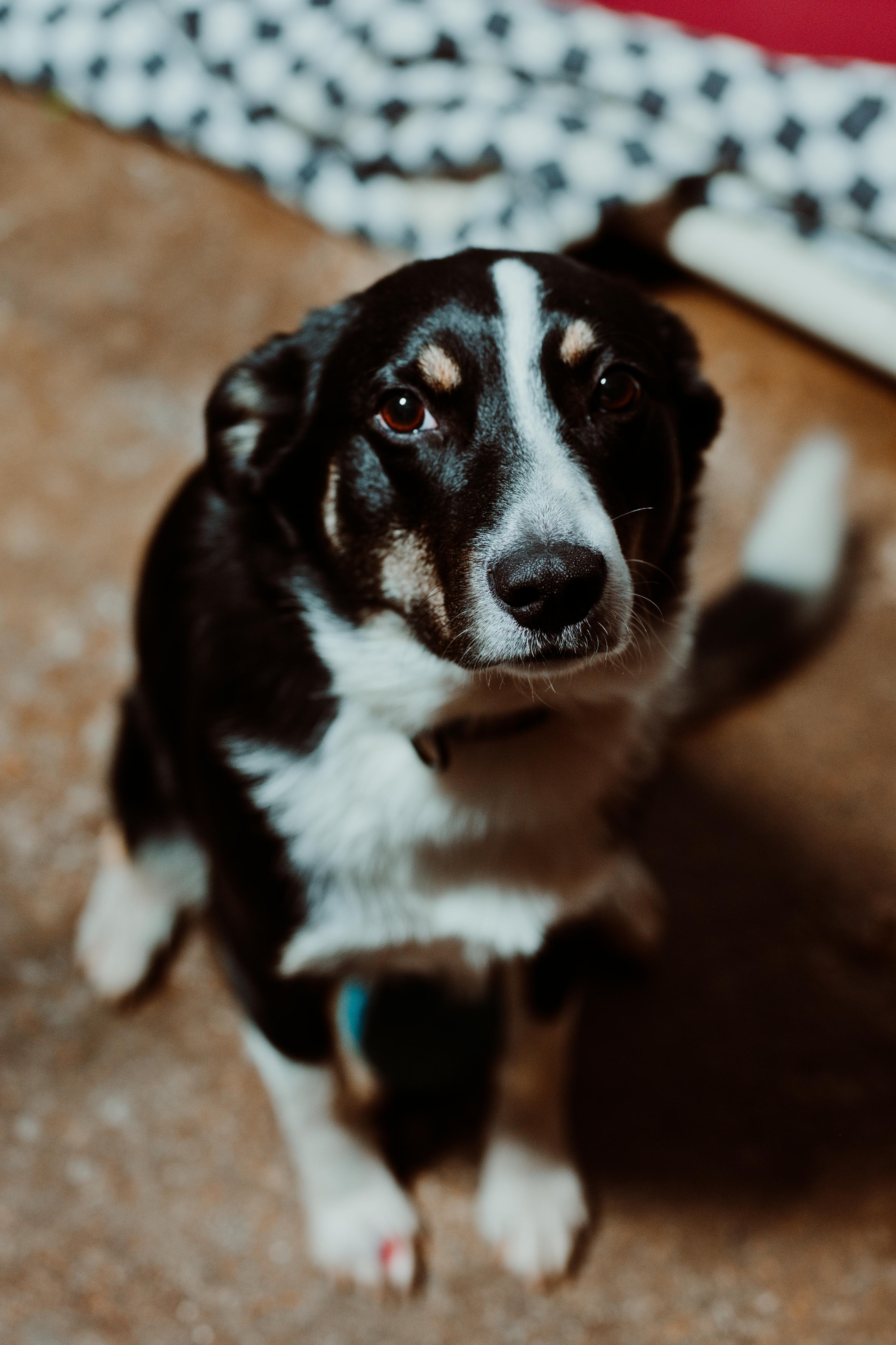 Lassie, Adoptable, Adult Female Border Collie.
