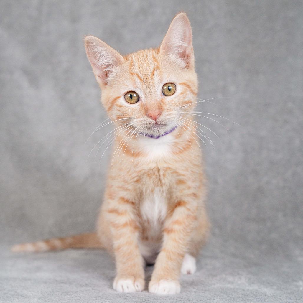 Mandarin (purple), a Adoptable Domestic Short Hair in Sunnyvale, CA image 1/2