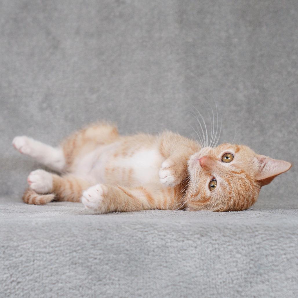 Mandarin (purple), a Adoptable Domestic Short Hair in Sunnyvale, CA image 2/2